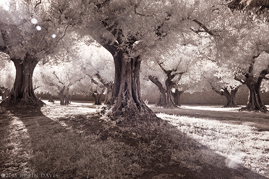 Robin Davis Photography, Cortona Center of Photography, italy photo workshop tuscany photography olive grove trees