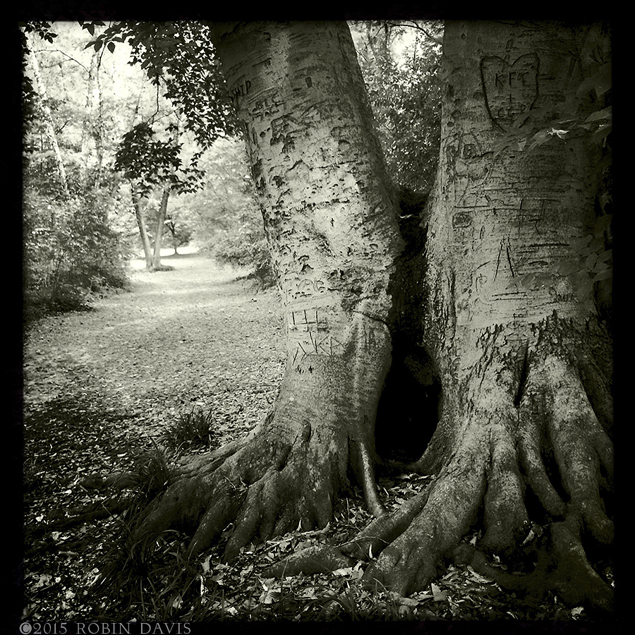 Robin Davis Photography, The Fellowship Tree, Orme Park Atlanta Georgia