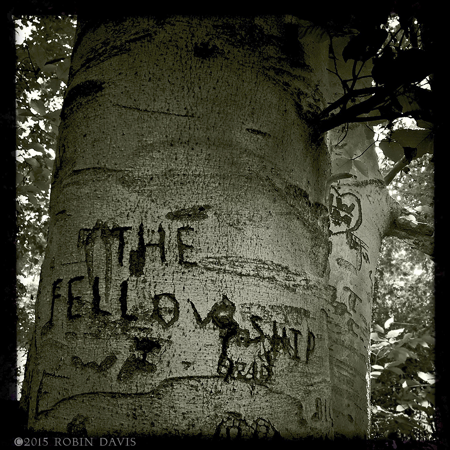 Robin Davis Photography, The Fellowship Tree, Orme Park Atlanta Georgia