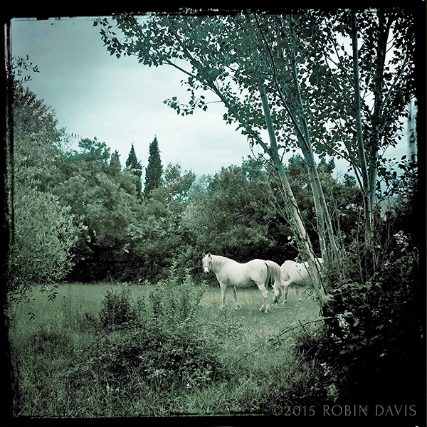 Cortona Center of Photography Italy Tuscany Photo Workshop, walk in the countryside, two white horses in a field