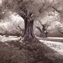 Robin Davis Photography, Cortona Center of Photography, italy photo workshop tuscany photography olive grove trees